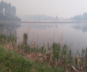 Pożar w Puszczy Białowieskiej