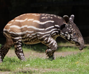 Historyczne narodziny w płockim zoo. To pierwszy urodzony w Polsce tapir malajski!