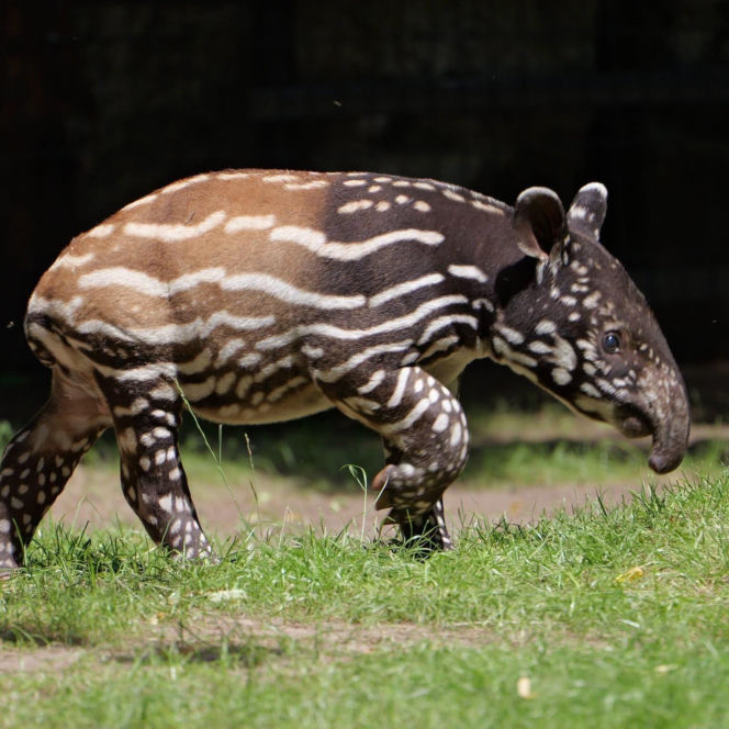 Historyczne narodziny w płockim zoo. To pierwszy urodzony w Polsce tapir malajski!