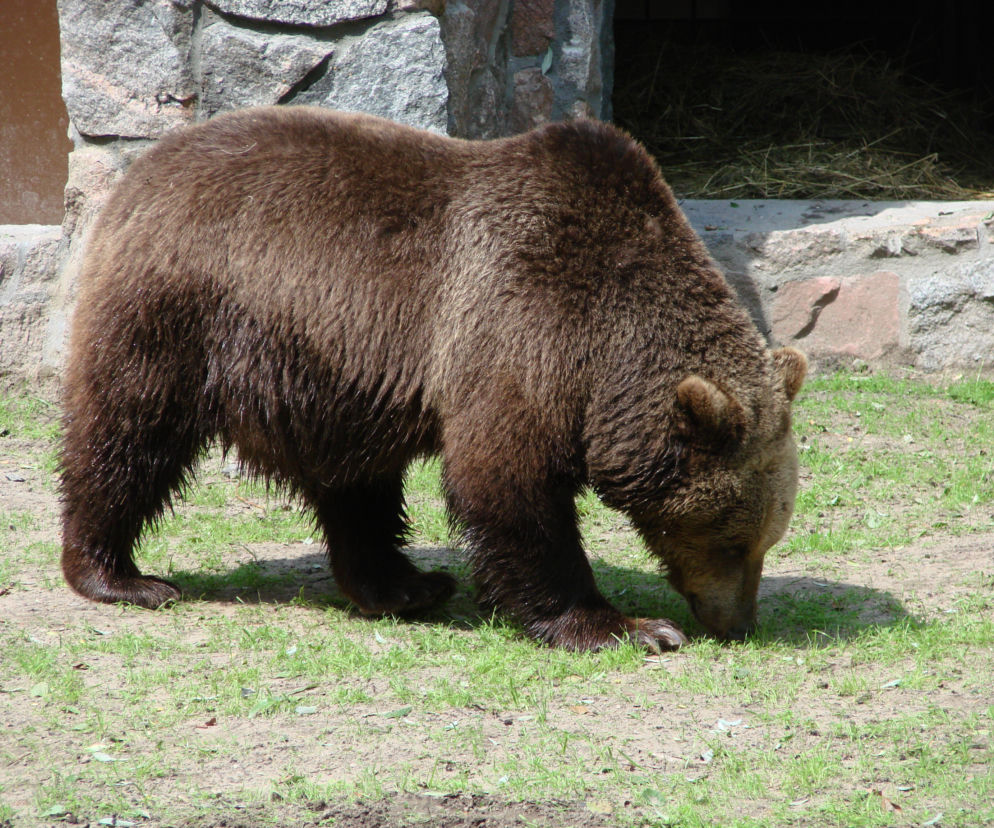 Niedźwiedzica Jola z białostockiego Akcent ZOO nie żyje