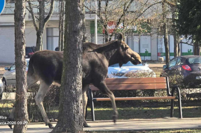 Potężny łoś spacerował ulicami Rembertowa. Zdjęcie stało się hitem sieci