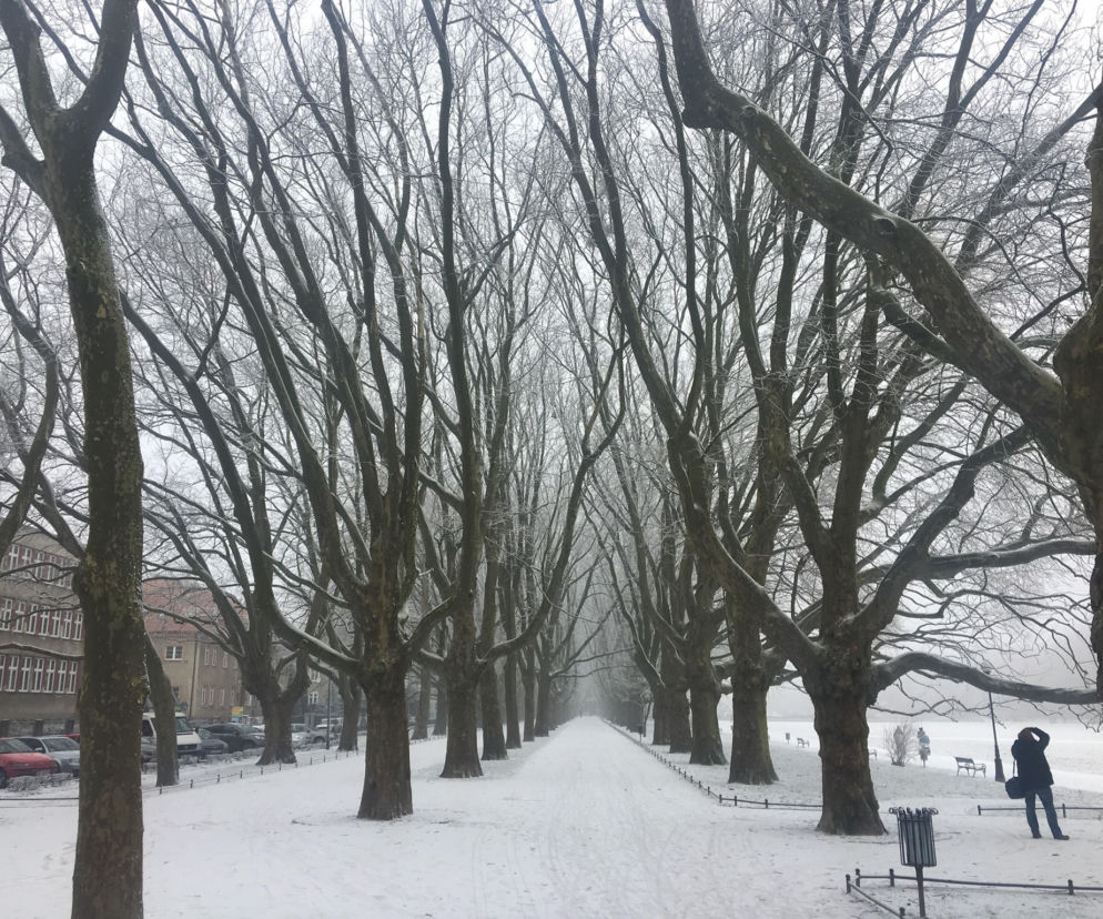 Białe Jasne Błonia