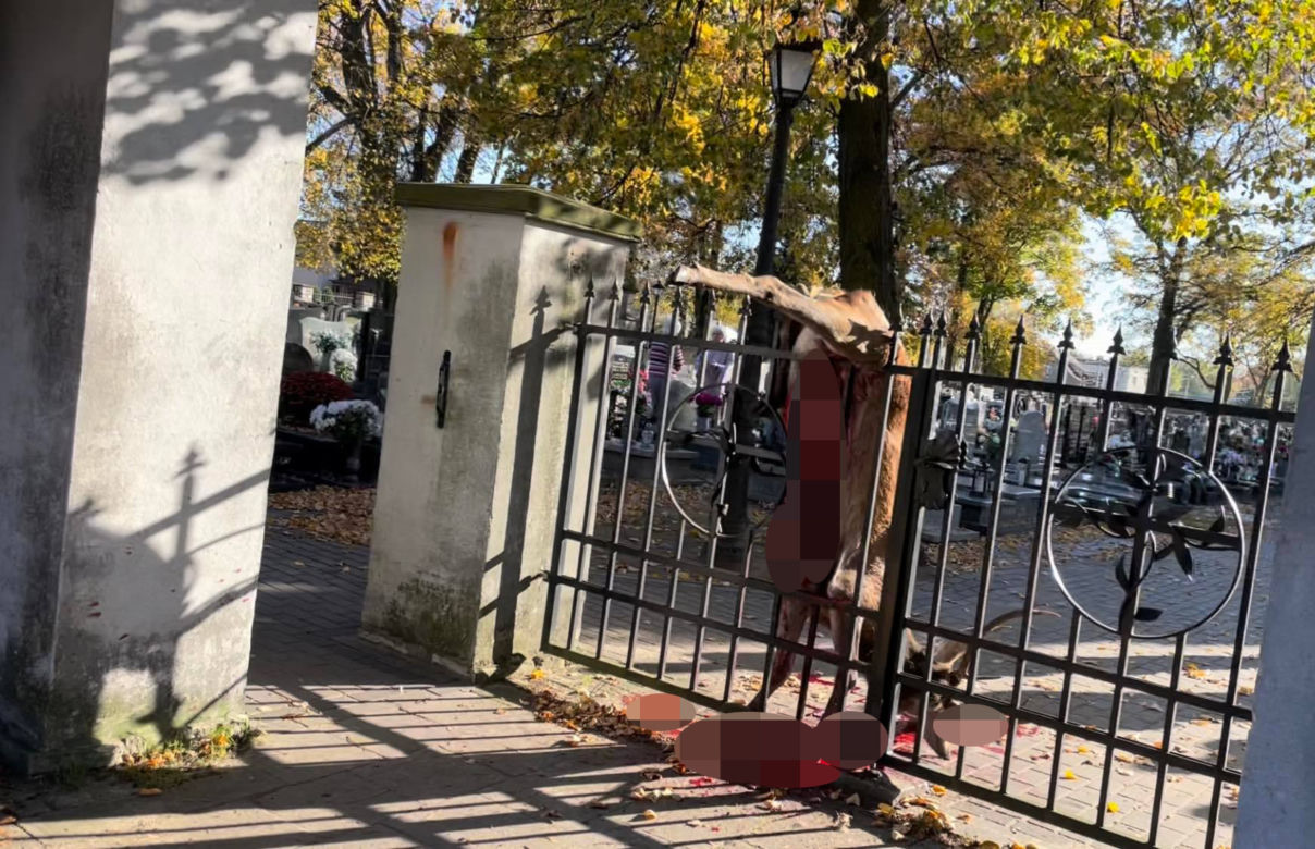 Jeleń nabił się na ostre groty cmentarnej bramy. Rozerwały brzuch zwierzęcia