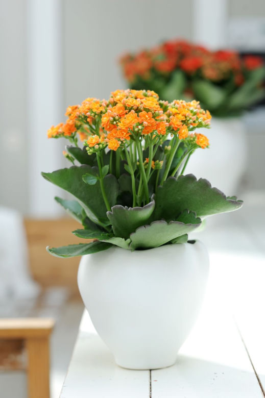 Kalanchoe o pomarańczowych kwiatach
