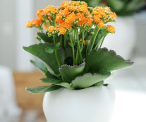 Kalanchoe o pomarańczowych kwiatach