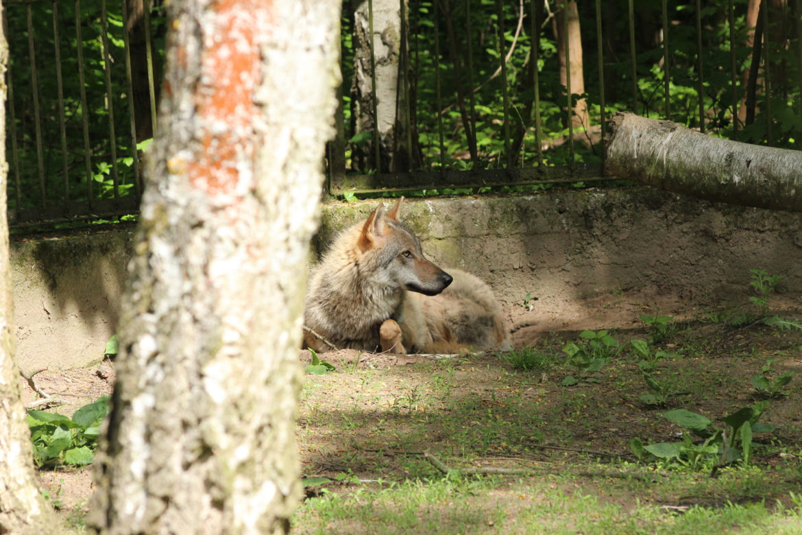 Nowy mieszkaniec bydgoskiego ZOO! Przyjechał prosto z Chorwacji [ZDJĘCIA]