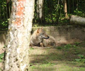 Nowy mieszkaniec bydgoskiego ZOO! Przyjechał prosto z Chorwacji [ZDJĘCIA]