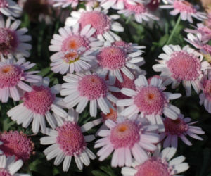 Argyranthemum