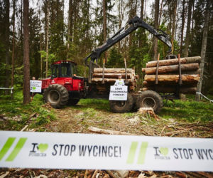 Greenpeace Polska blokuje wycinkę drzew