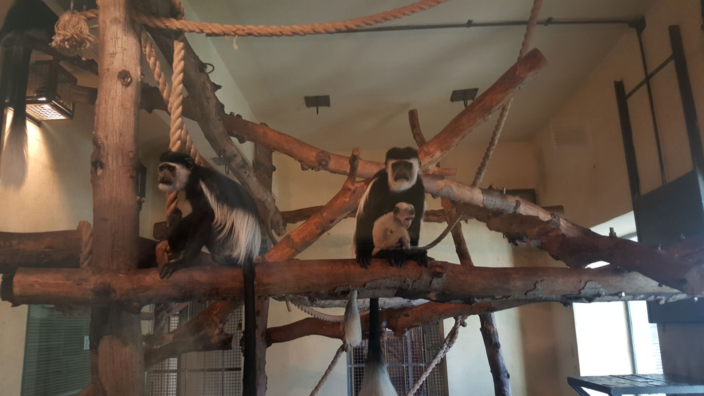 Nowe maluchy w krakowskim zoo! [GALERIA ZDJĘĆ, AUDIO]