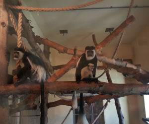 Nowe maluchy w krakowskim zoo! [GALERIA ZDJĘĆ, AUDIO]