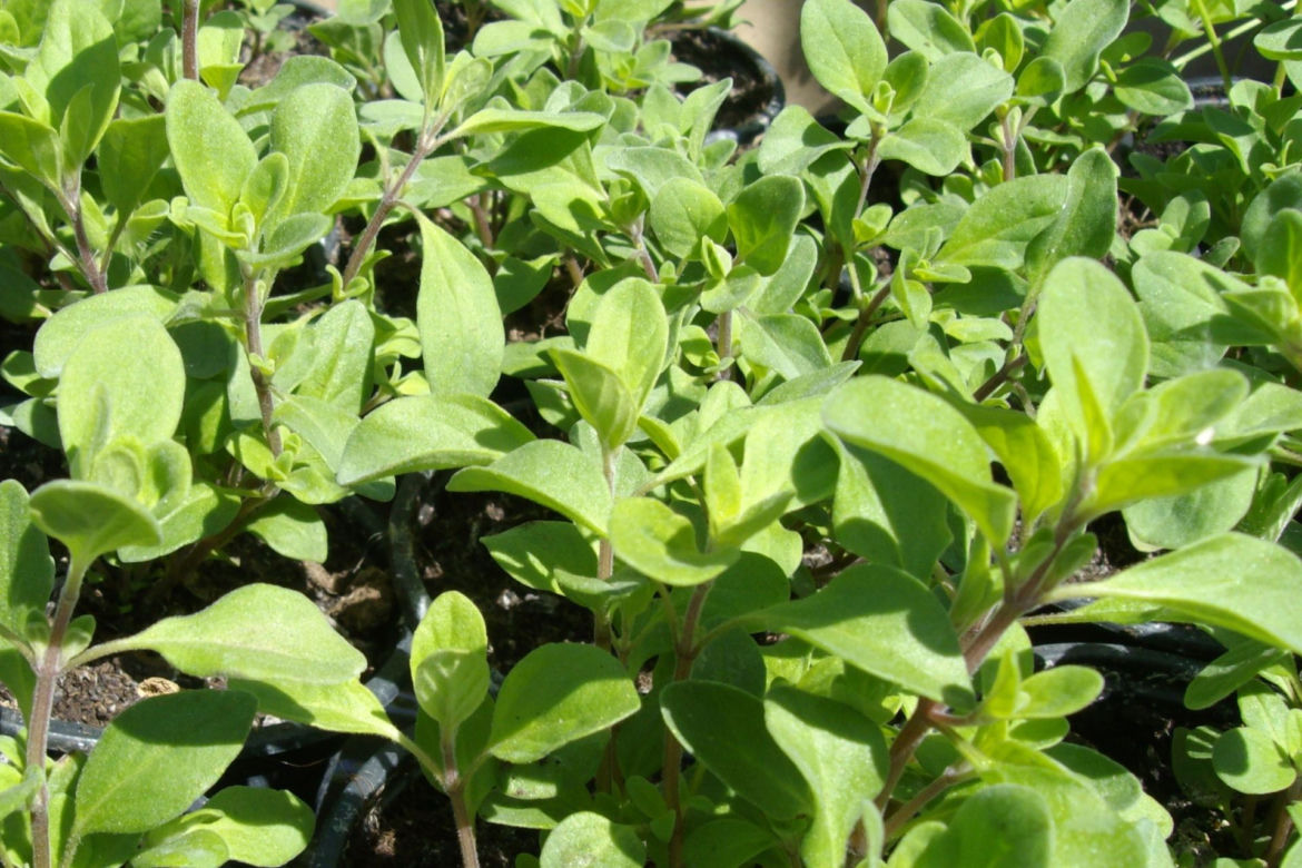 Oregano - lebiodla pospolita