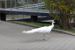 Niecodzienna eskorta strażników miejskich z Warszawy