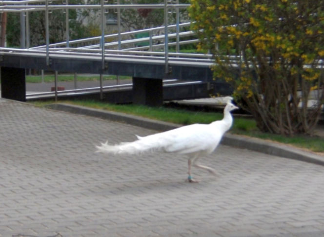 Niecodzienna eskorta strażników miejskich z Warszawy