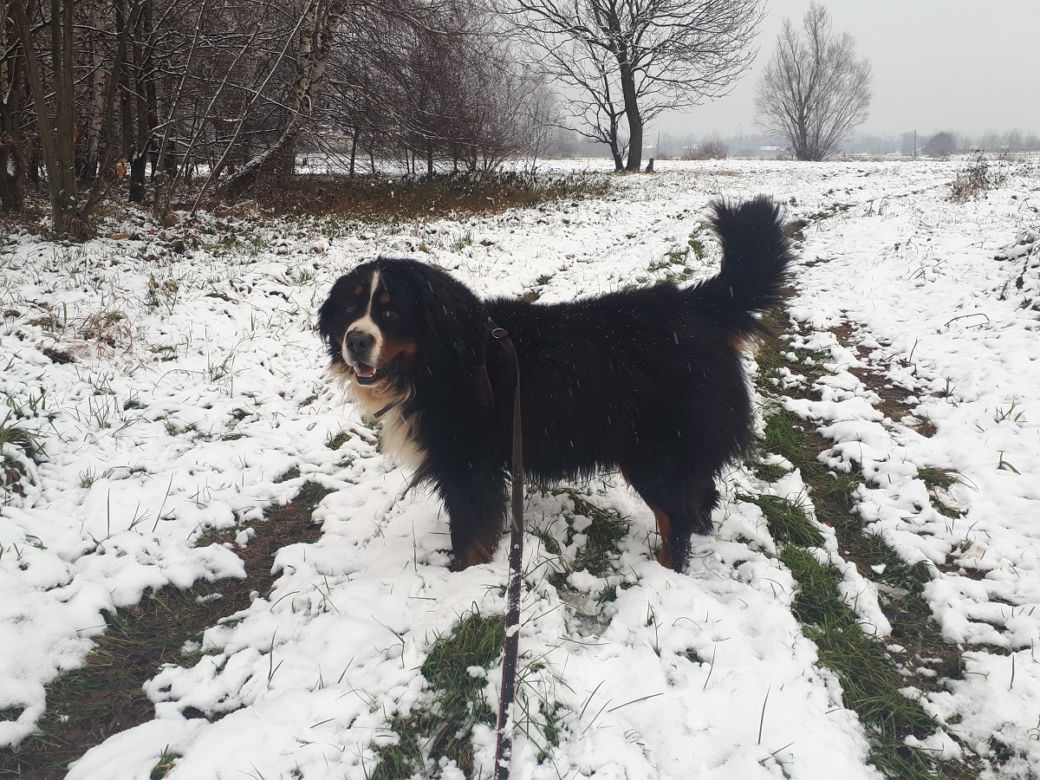 Piękna zima na Podkarpaciu. Sypnęło śniegiem [ZDJĘCIA]