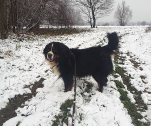 Piękna zima na Podkarpaciu. Sypnęło śniegiem [ZDJĘCIA]