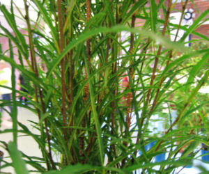 Kruszyna pospolita 'Fine Line'