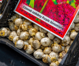 Sadzonki i cebulki kwiatów - Targi Garden 2026 Ptak Expo