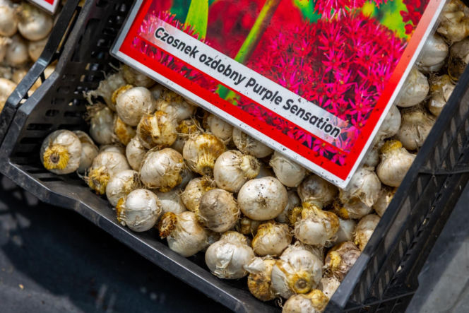 Sadzonki i cebulki kwiatów - Targi Garden 2026 Ptak Expo