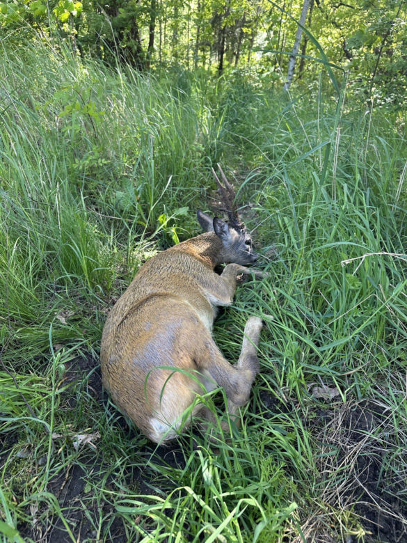 Młody jelonek wpadł do kanału portowego w Gdańsku. Uratowała go załoga Pioruna