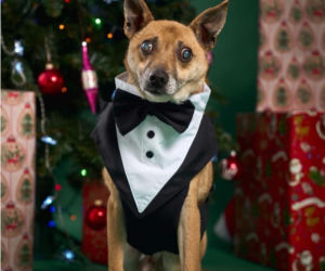 Świąteczny cud Zefira. Niewidomy pies znalazł dom dzięki jednemu zdjęciu