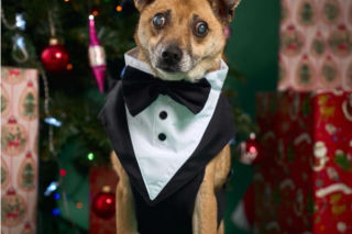 Świąteczny cud Zefira. Niewidomy pies znalazł dom dzięki jednemu zdjęciu