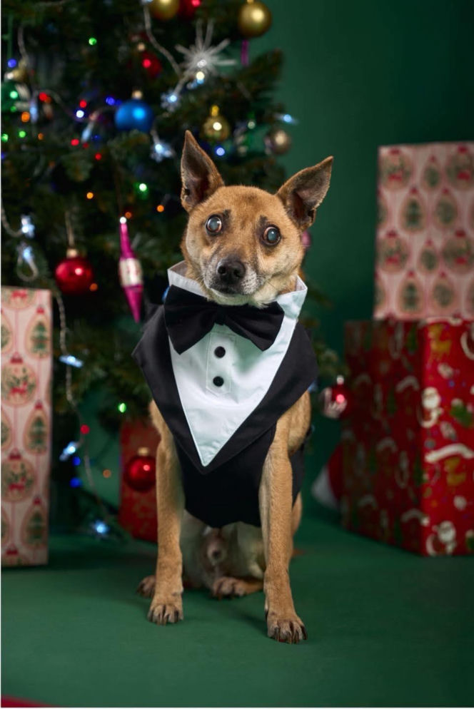 Świąteczny cud Zefira. Niewidomy pies znalazł dom dzięki jednemu zdjęciu