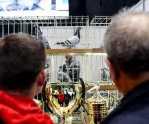 Katowice stolicą gołębiarstwa. Za nami 17. edycja EXPOGołębie. To największa tego typu impreza w Europie