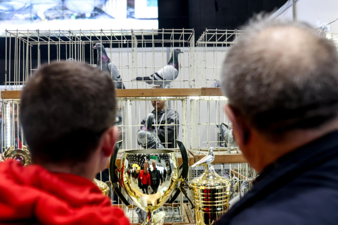 Katowice stolicą gołębiarstwa. Za nami 17. edycja EXPOGołębie. To największa tego typu impreza w Europie