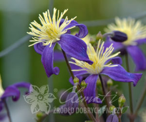 Powojniki - szkółka Clematis