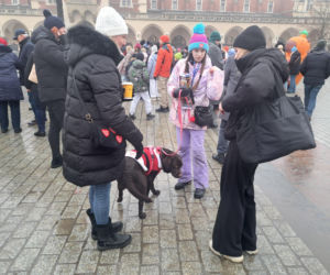 34. finał WOŚP w Krakowie. Golden Retrievery na Rynku Głównym