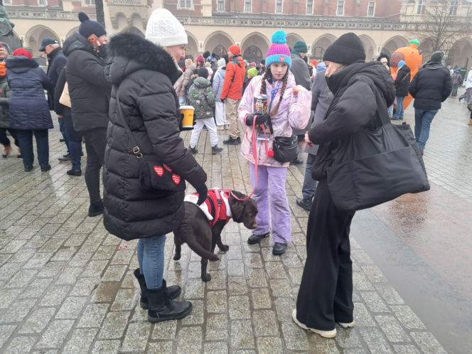 34. finał WOŚP w Krakowie. Golden Retrievery na Rynku Głównym
