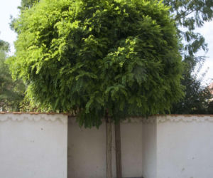 Robinia akacjowa 'Umbraculifera'