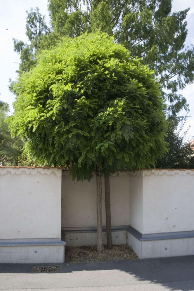 Robinia akacjowa 'Umbraculifera'