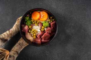 Dzień Kota: co kot może jeść, a czego absolutnie nie? Lista bezpiecznych i zakazanych produktów