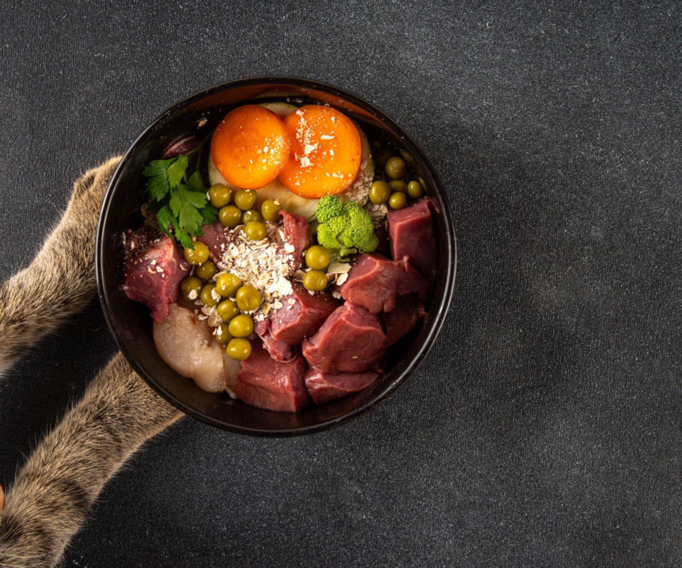 Dzień Kota: co kot może jeść, a czego absolutnie nie? Lista bezpiecznych i zakazanych produktów