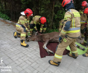 Łoś biegał ulicami Elbląga