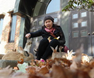 Wyspa, na której żyje więcej królików niż ludzi. Ma mroczną przeszłość