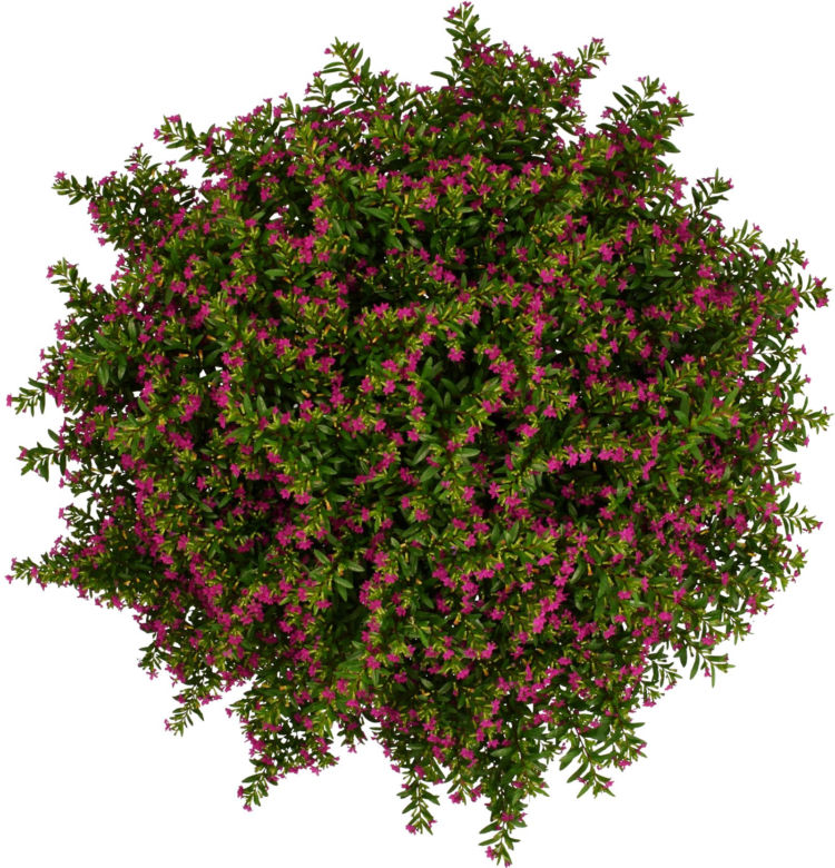 Kufea hyzopolistna