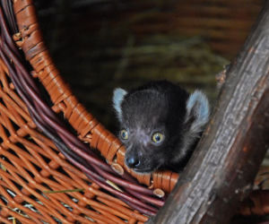 Najstarsza matka wśród lemurów