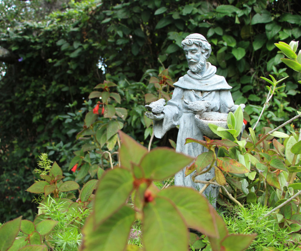 Kwiatki św. Franciszka