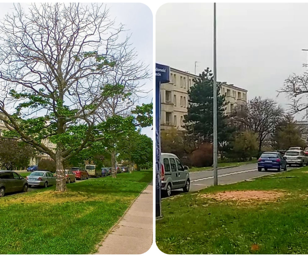 Okazałe drzewa na Turzynie poszły pod topór. Czy będą nowe nasadzenia? 