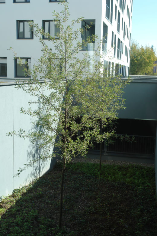 Osiedle Santorini, Warszawa