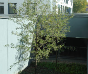 Osiedle Santorini, Warszawa