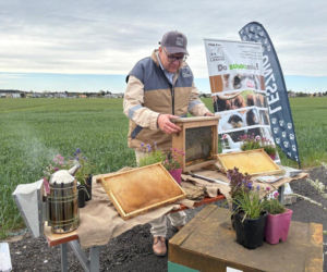 Zazieleni się Trojanowskiego w Lesznie. Przy ulicy posadzono drzewa