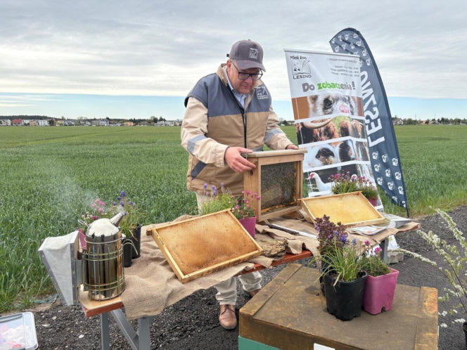 Zazieleni się Trojanowskiego w Lesznie. Przy ulicy posadzono drzewa