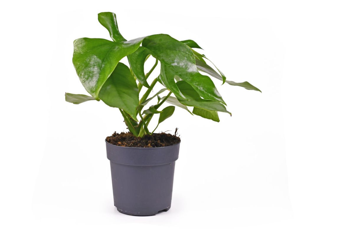 Monstera minima