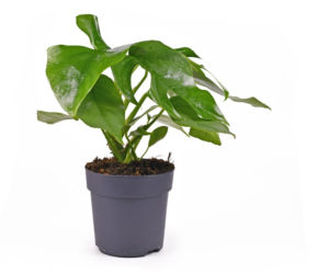 Monstera minima
