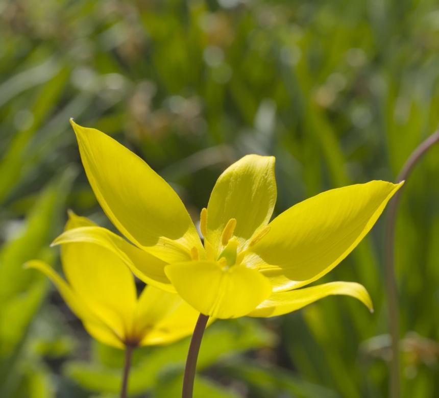 Tulipan