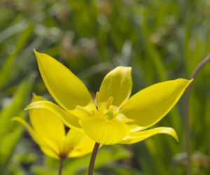 Tulipan